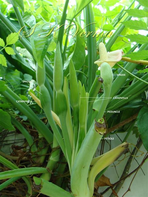  Inflorescences (Spadices)